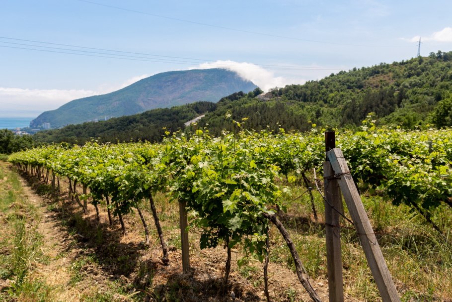 Виноградники и фрукты Крыма