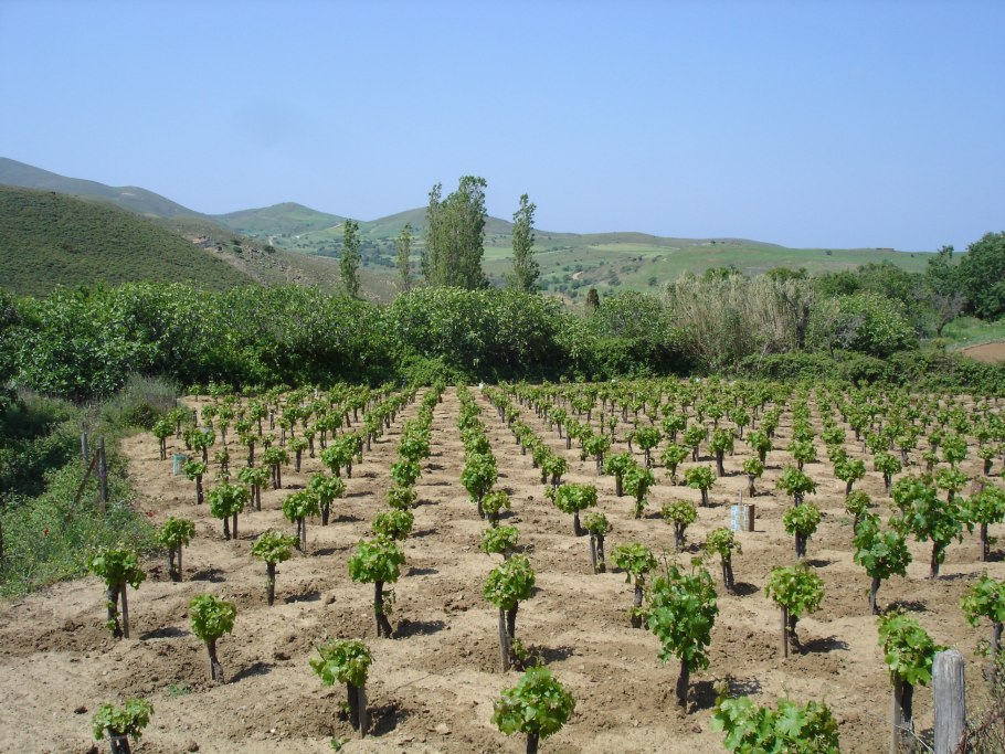 Виноград Мускат Крымский