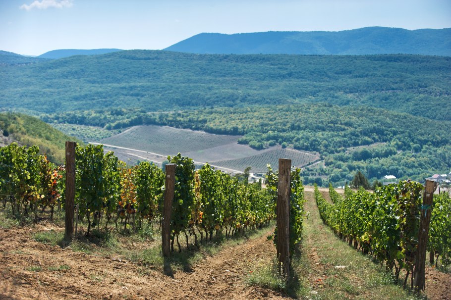 Массандра Крым виноградники