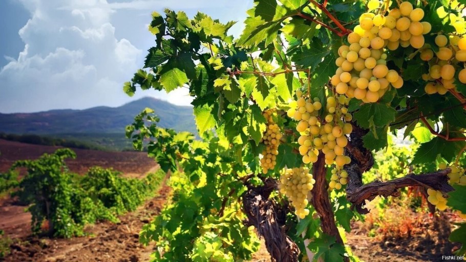 Виноградники Крыма Крыма