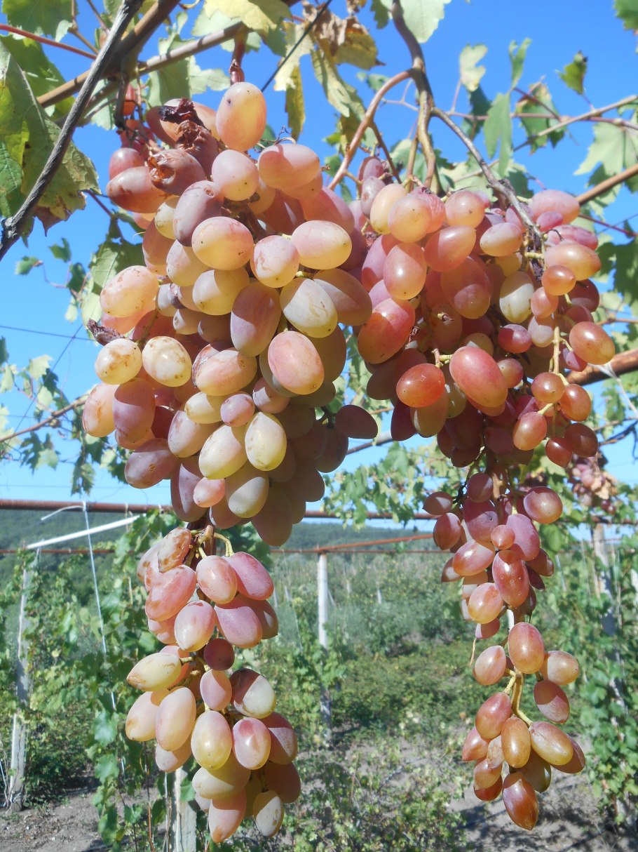 Крымские сорта винограда