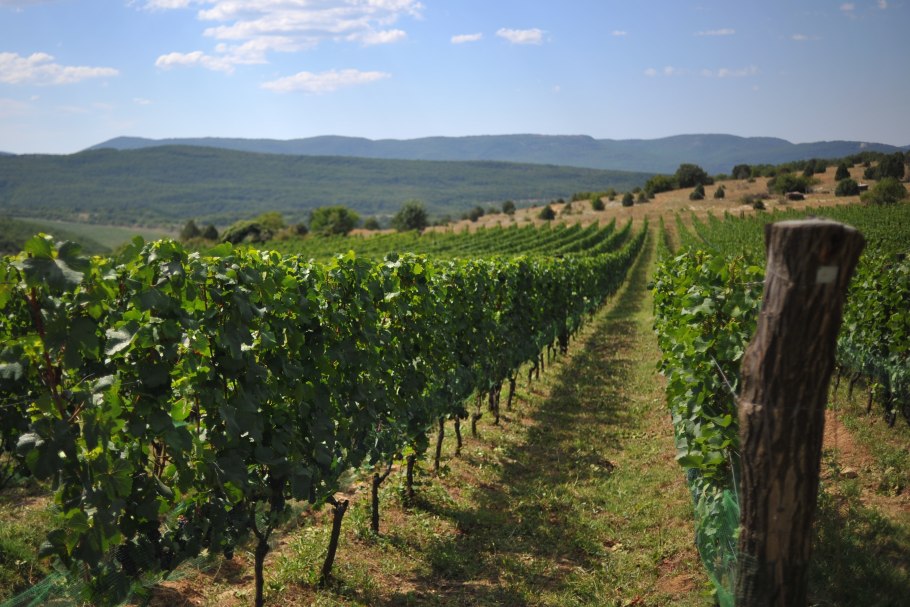 Виноградники Севастополя