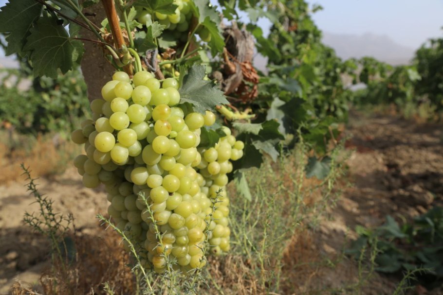 Балаклава Крым виноградники