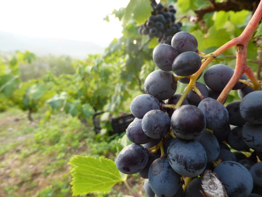 Виноградные плантации в Крыму