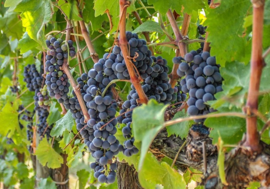 Сбор винограда в Крыму