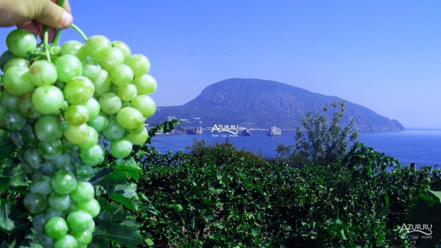 • Фестиваль молодого вина и урожая «#WINEFEST»