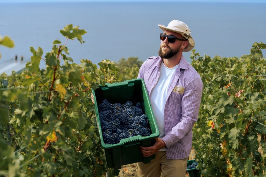 Виноград завод Крым