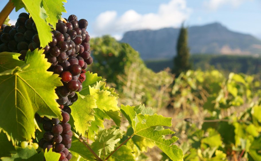 Виноградные плантации в Крыму