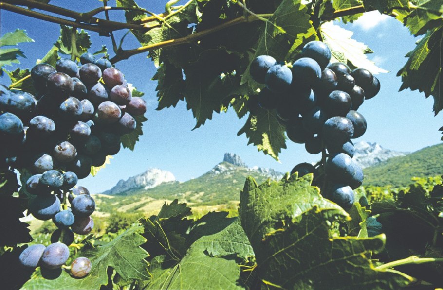 Виноград Агадаи