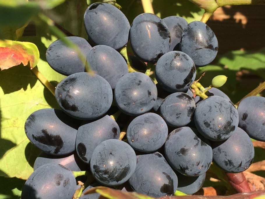 Сорт винограда Массандра