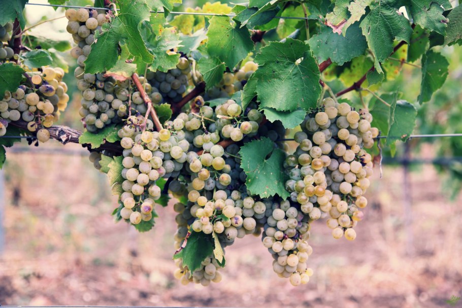 Виноградарство Крыма