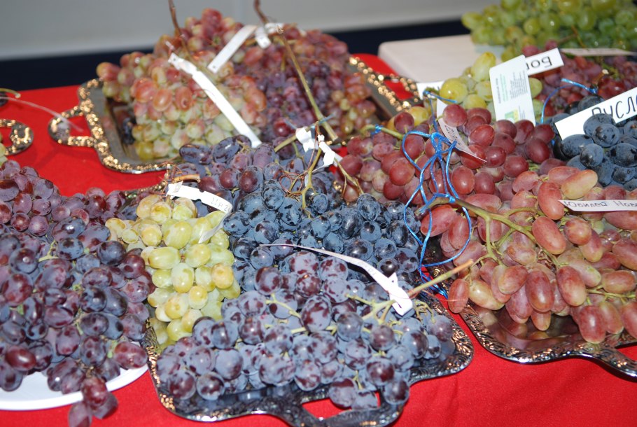 Виноградники с лозой Крым