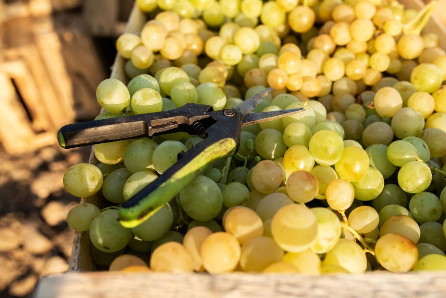 Массандра виноград