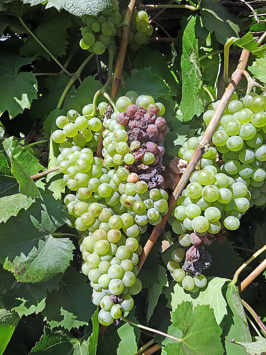 Виноград Крым