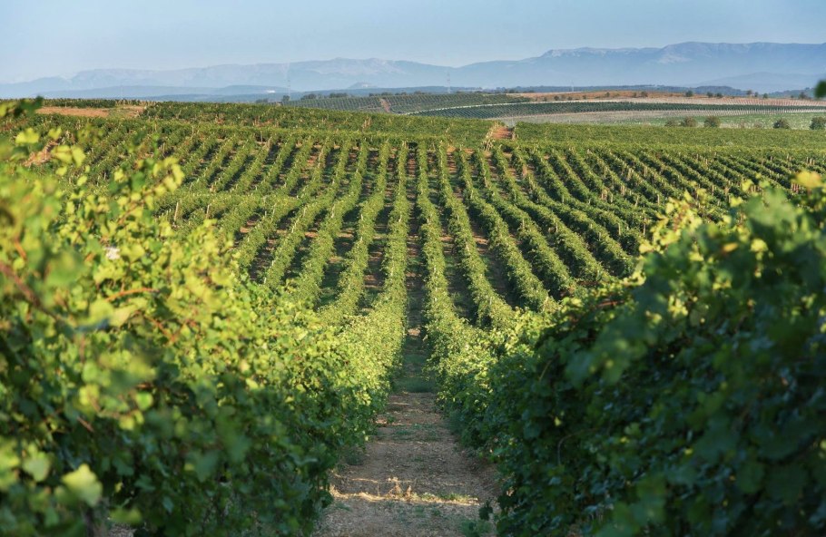 Виноградники золотая балка крым