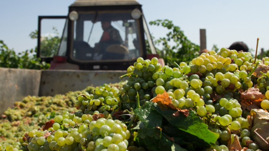 Массандра Крым виноградники