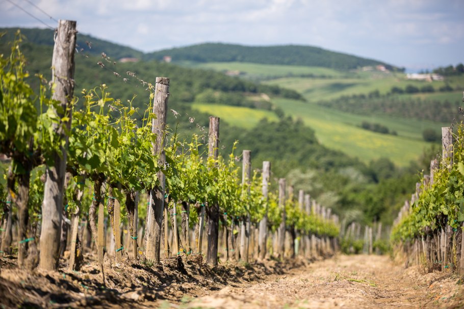 Виноградники крым