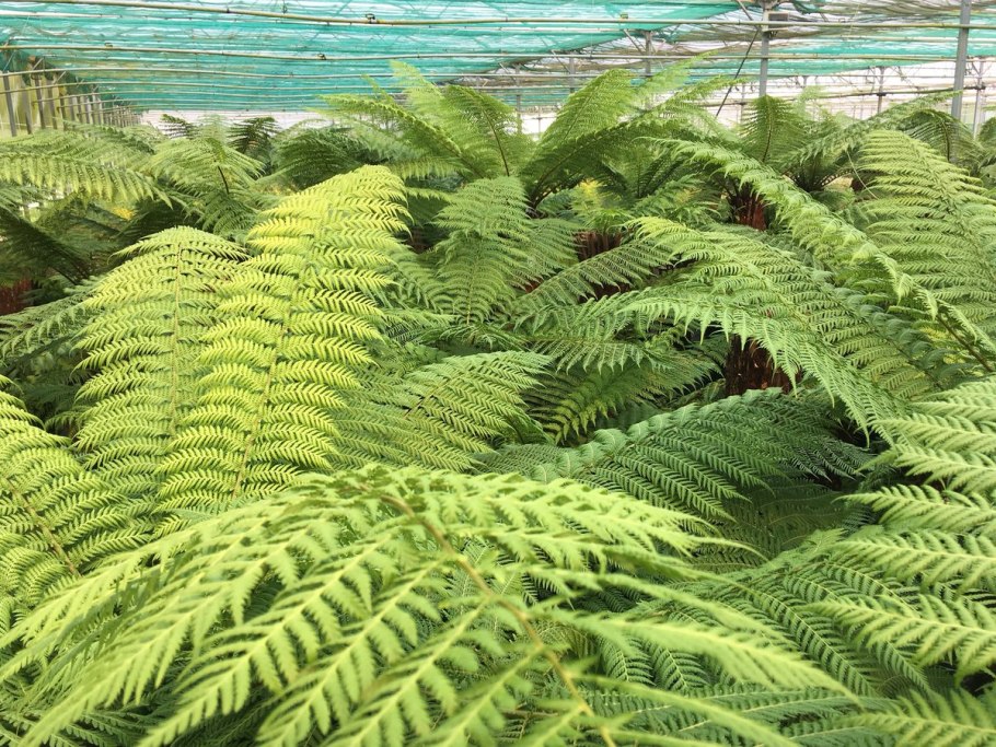 Древовидный папоротник диксония