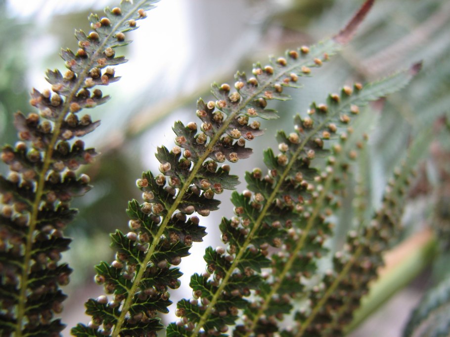 Диксония папоротник