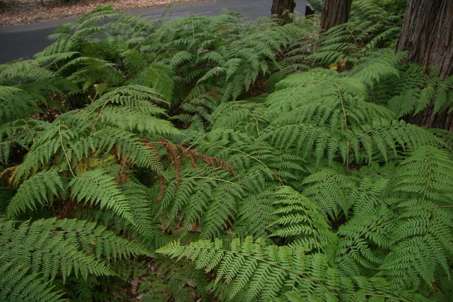 Диксония оттопыренная