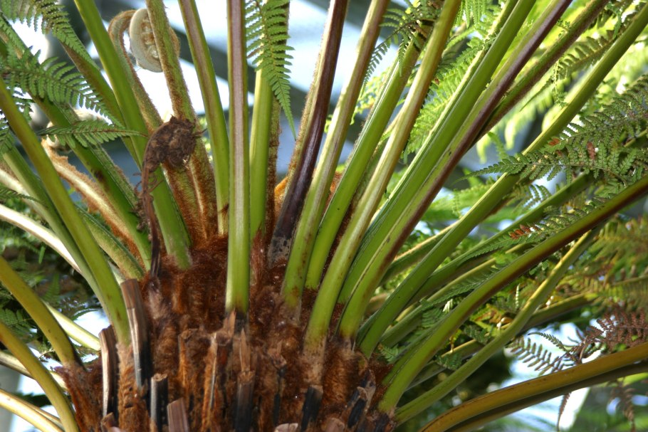 Диксония папоротник