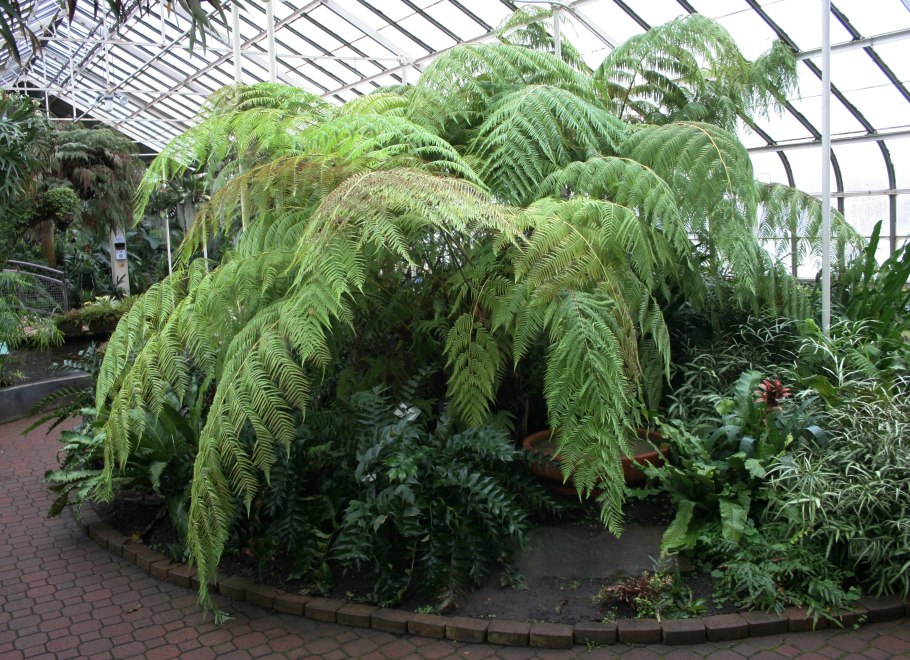 Папоротник Крайола