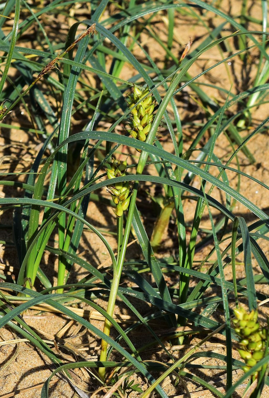 Осока малоцветковая