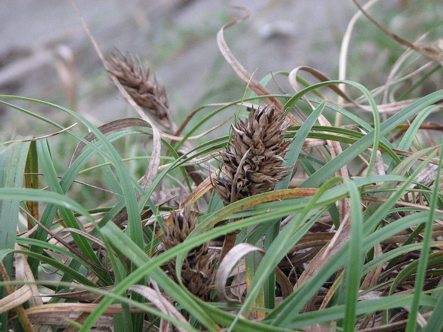 Carex obtusata