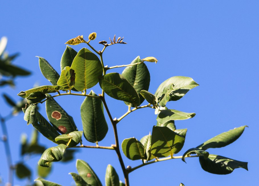 Писцидия дерево