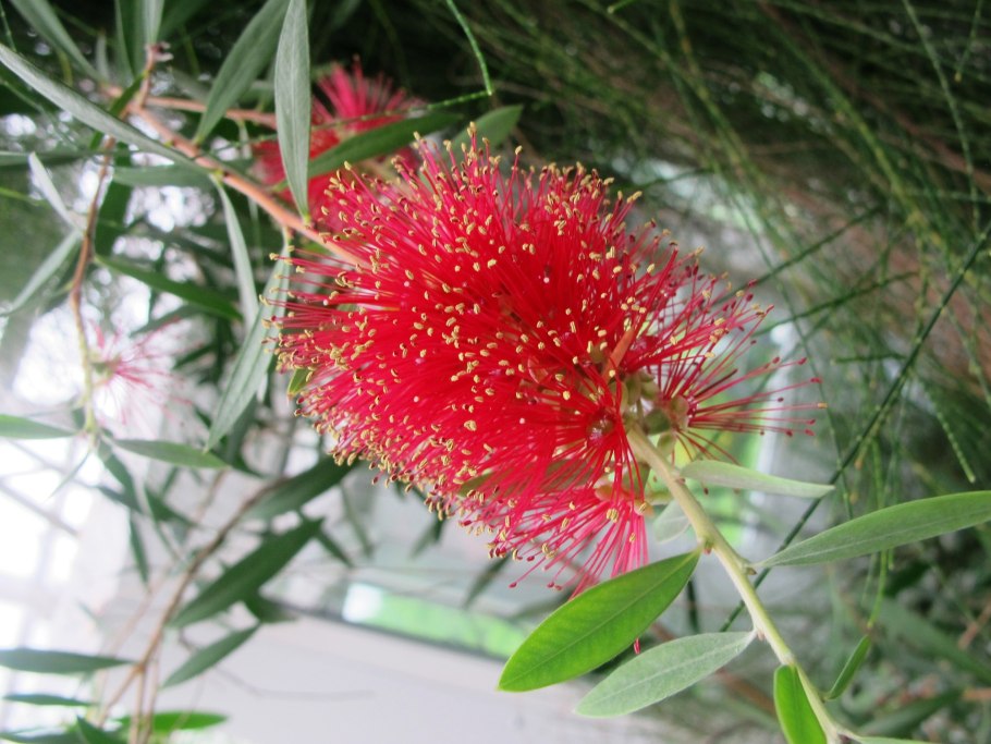 Afzelia africana Бобы