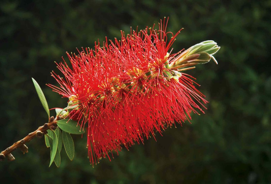 Олеандр Абхазия набережная