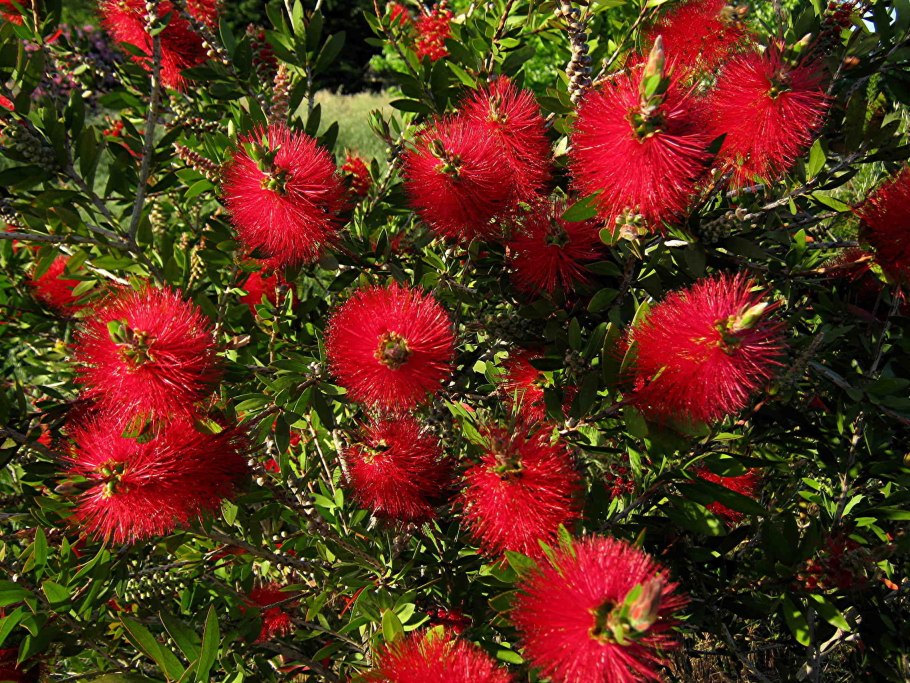 Каллистемон дерево