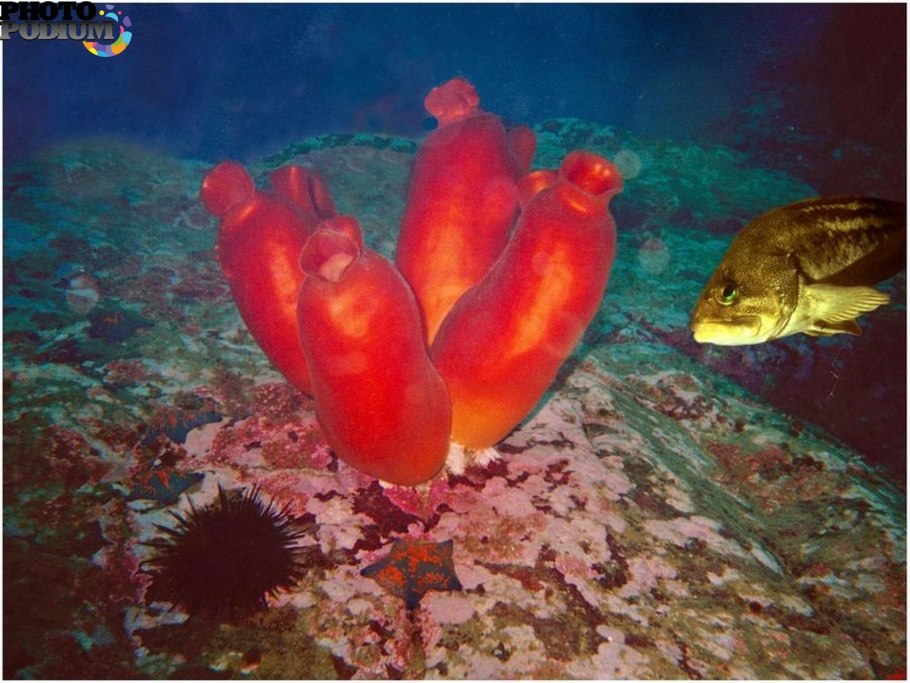 Каллистемон Литтлджон в ландшафтном дизайне