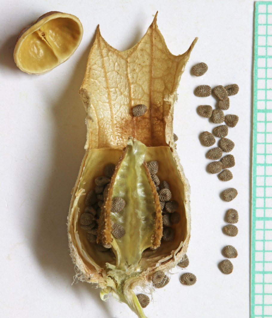 Накипные лишайники на деревьях