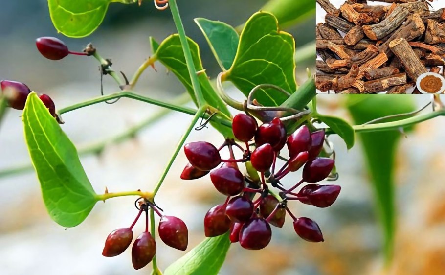 Акация тамаринд