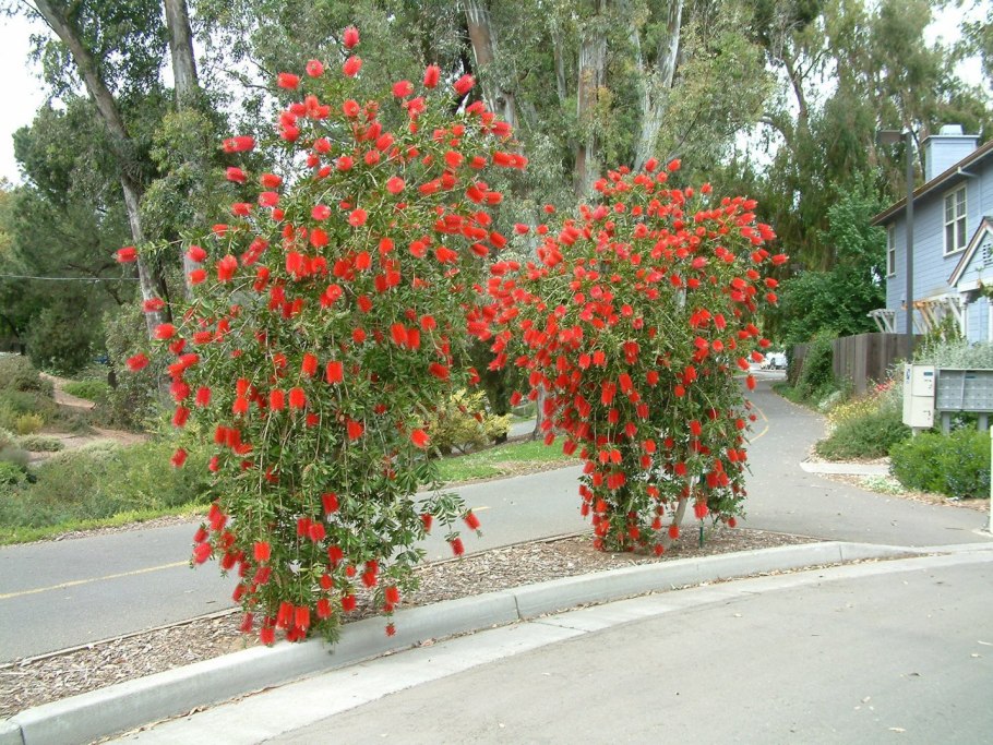 Callistemon citrinus