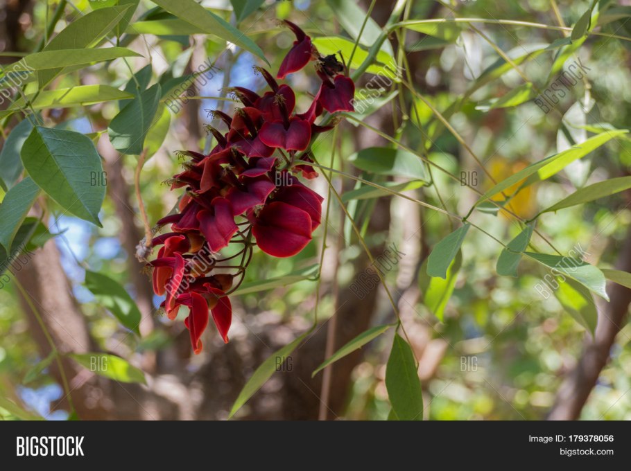 Каллистемон дерево