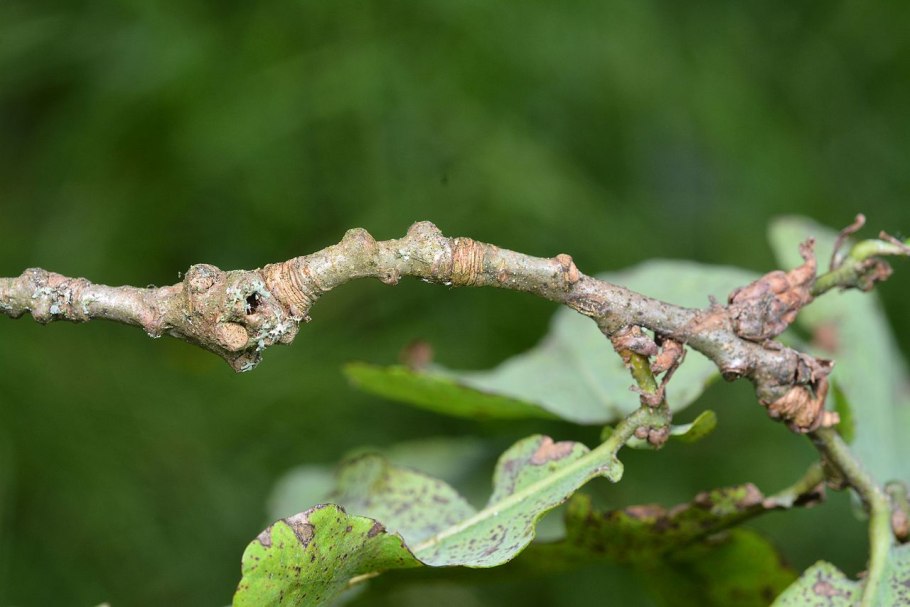 Недотрога желёзконосная. Стручок