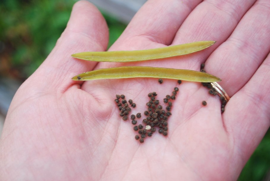 (Lonchocarpus heptaphyllus