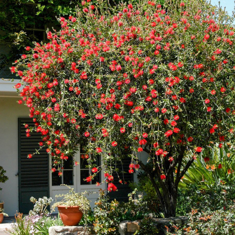Суккулент аптения
