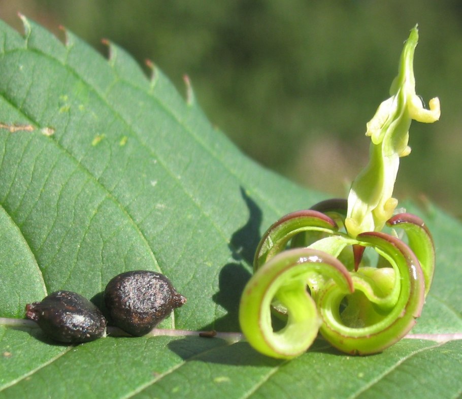 Каллистемон цитринус листья