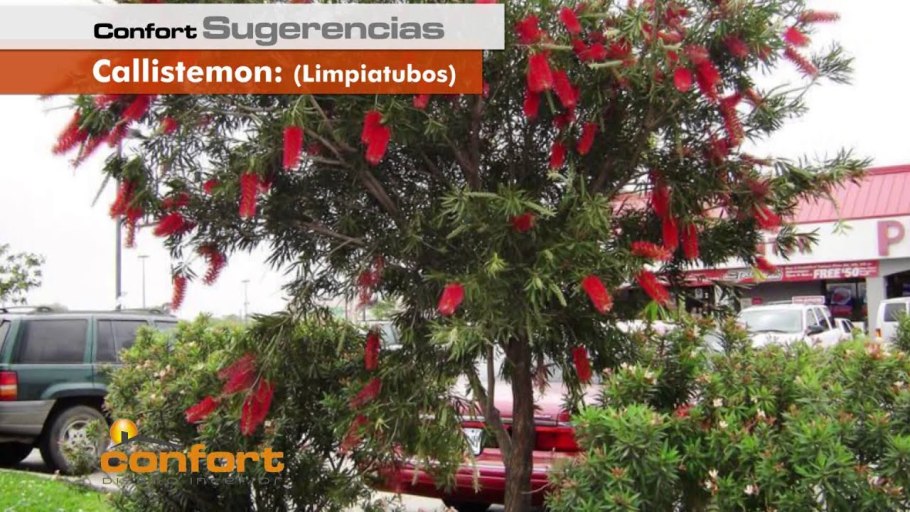 Растение каллистемон