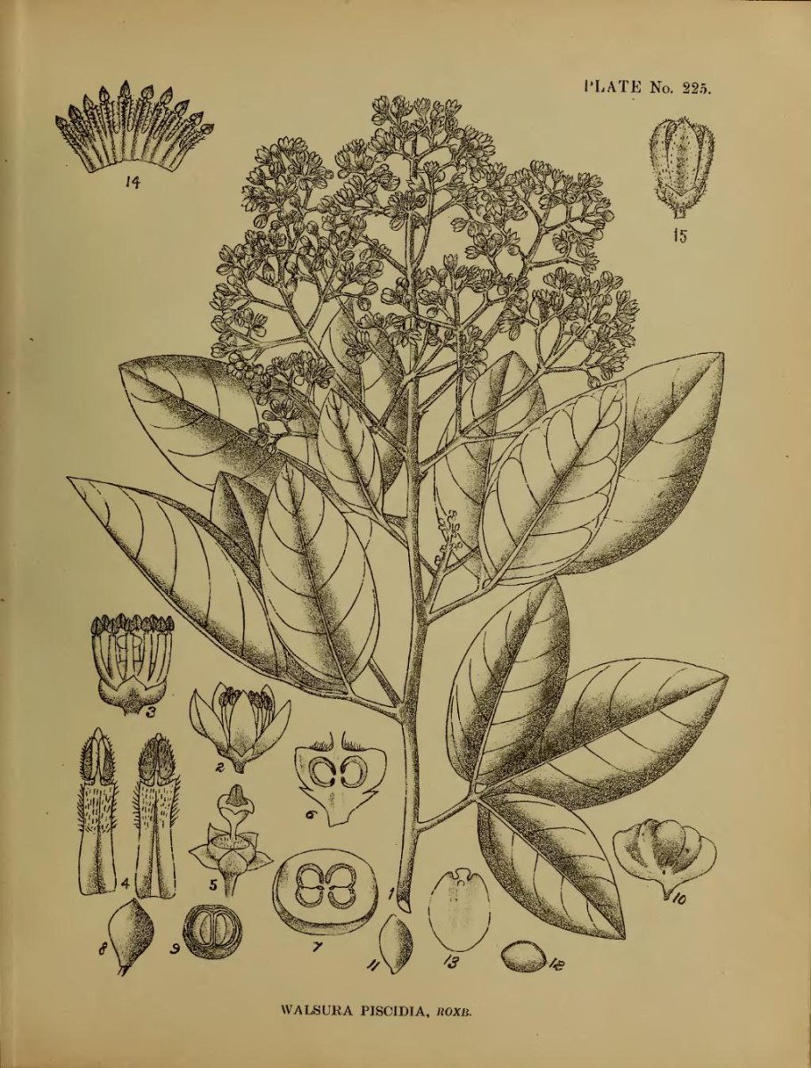 Плод коробочка белена