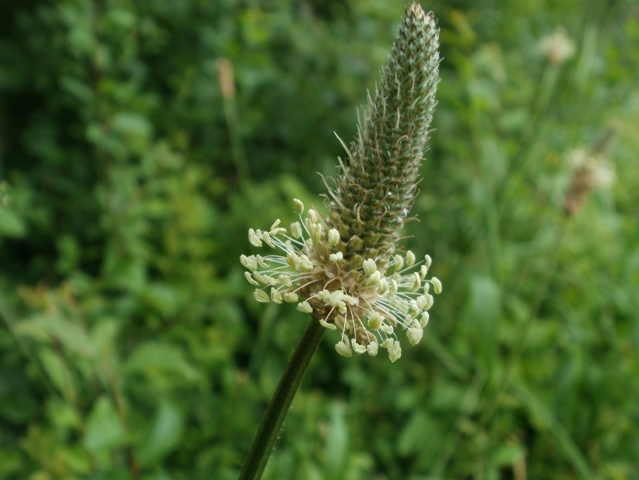 Мотыльковые лонхокарпус