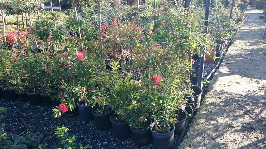 Каллистемон цитринус