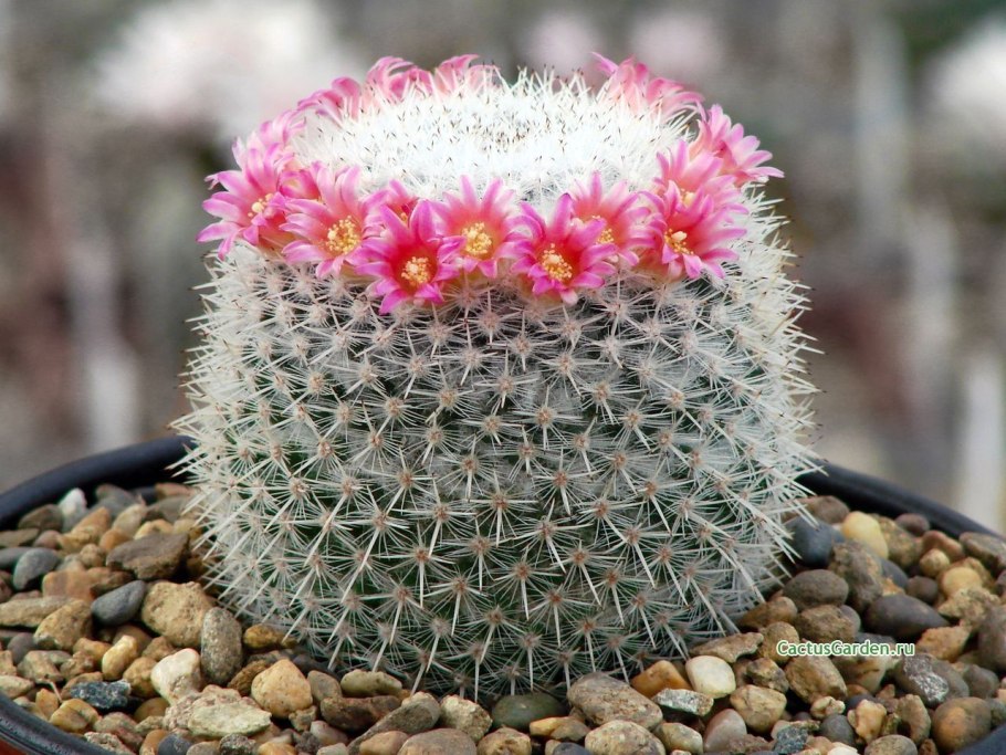 Маммиллярия бокасская