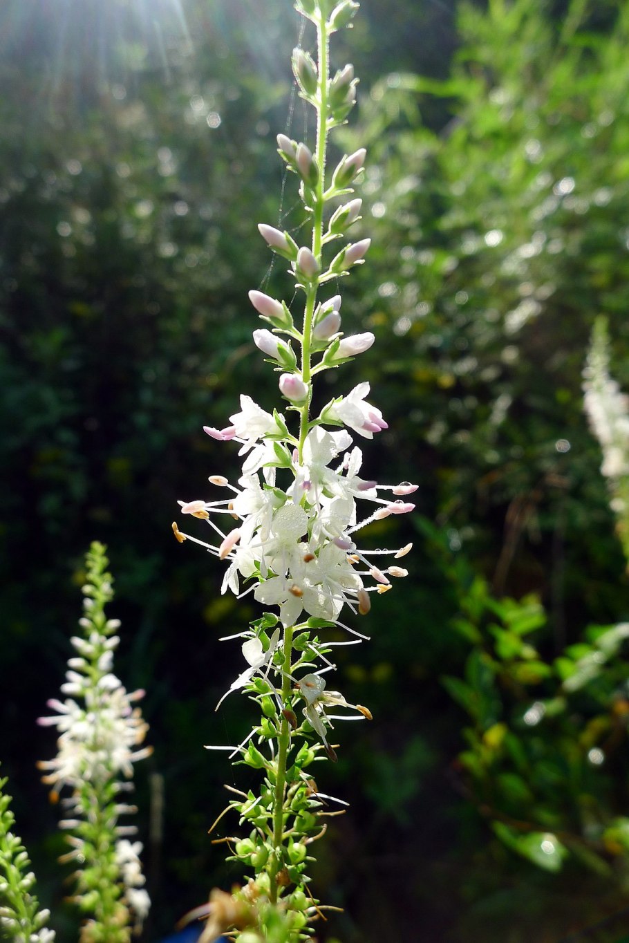 Вероника тимьянолистная