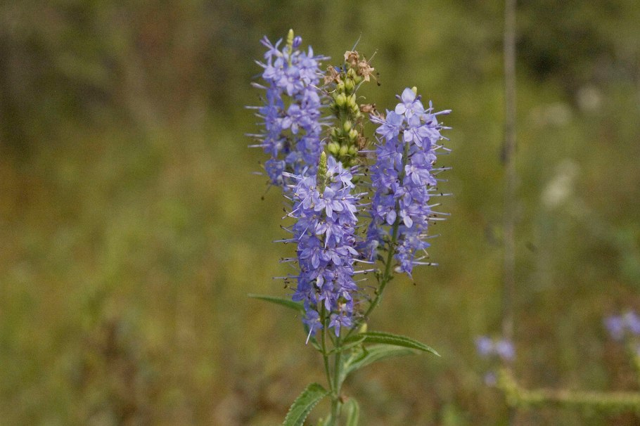 Вероника длиннолистная ( семейство Норичниковые )