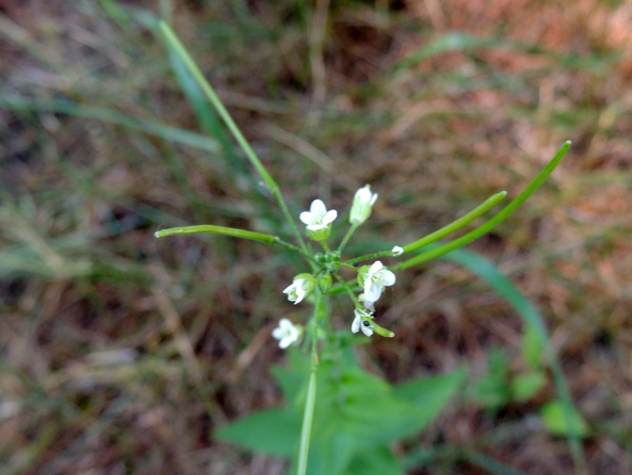 Вероника цветы приколы