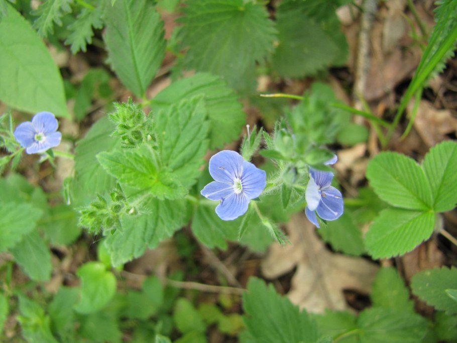 Вероника длиннолистная (Veronica longifolia)
